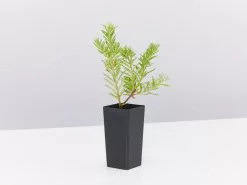 Grevillea Lanigera X Lavandulacea Cherry Ripe 8 Grevillea Lanigera X Lavandulacea Cherry Ripe -Plants in a Box Sales Shop GrevilleaCherryRipe single ccd24514 7e9a 4f4b a6d9 b8481ceb0c2a