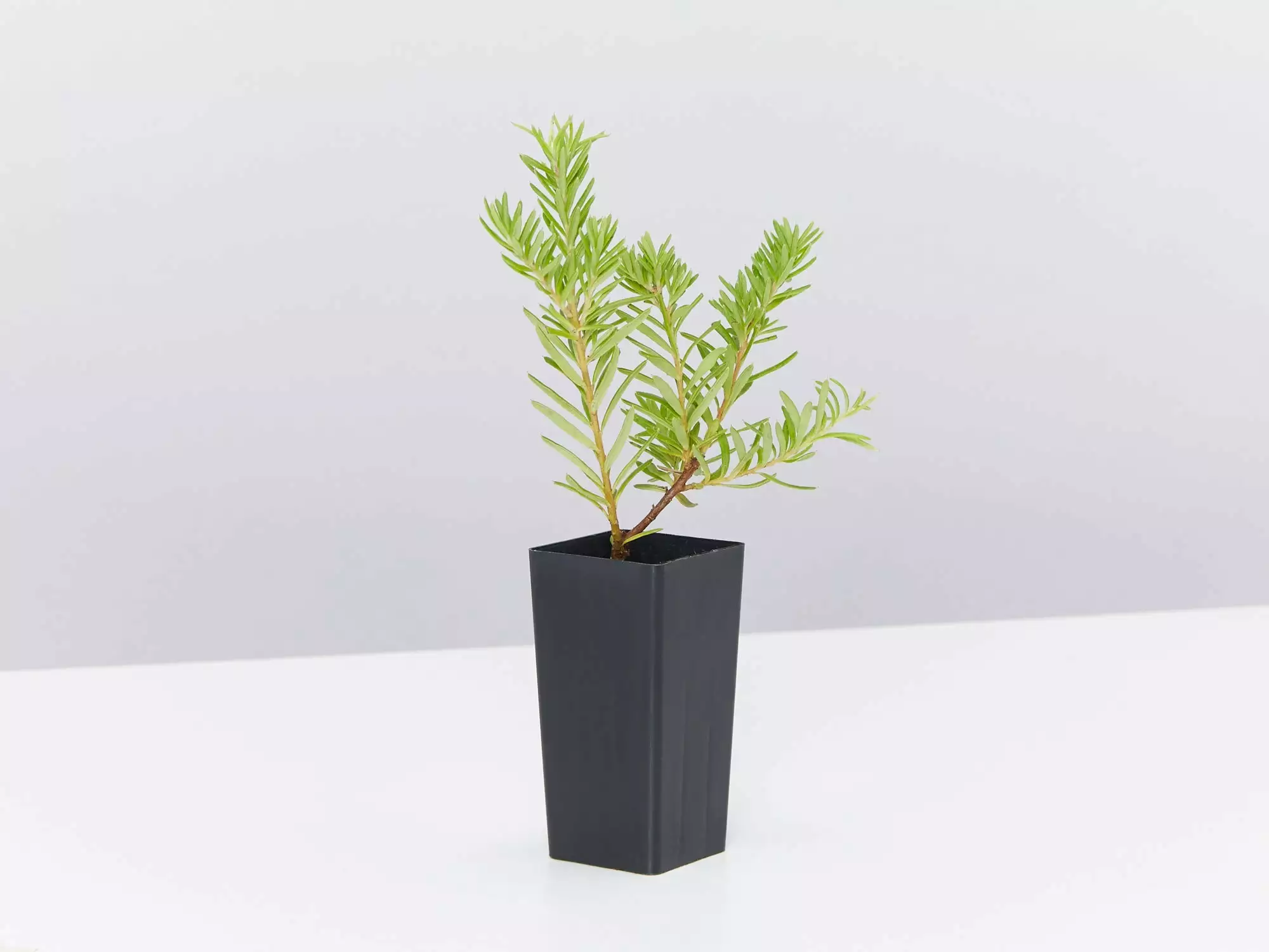 Grevillea Lanigera X Lavandulacea Cherry Ripe 5 Grevillea Lanigera X Lavandulacea Cherry Ripe - Image 3