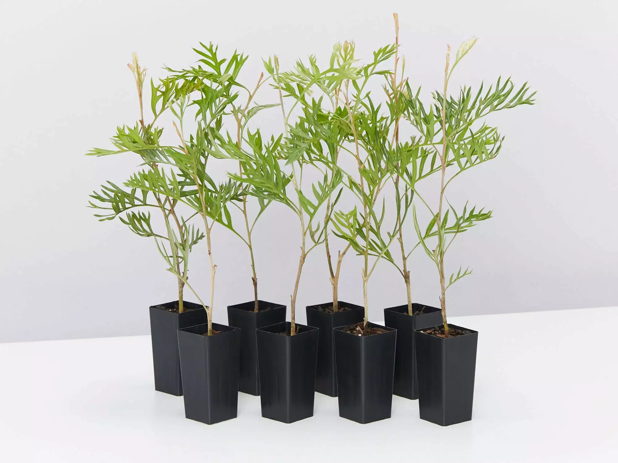 Grevillea X Coconut Ice 4 Grevillea X Coconut Ice - Image 2