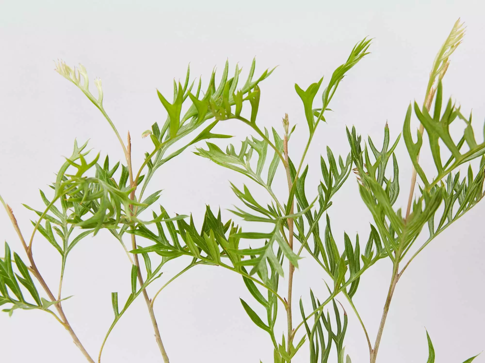 Grevillea X Coconut Ice 6 Grevillea X Coconut Ice - Image 4