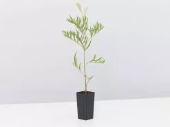 Grevillea X Coconut Ice 9 Grevillea X Coconut Ice -Plants in a Box Sales Shop GrevilleaCoconutIce single 4541210d 2a0e 4182 9a00 3e43f8c9f57f