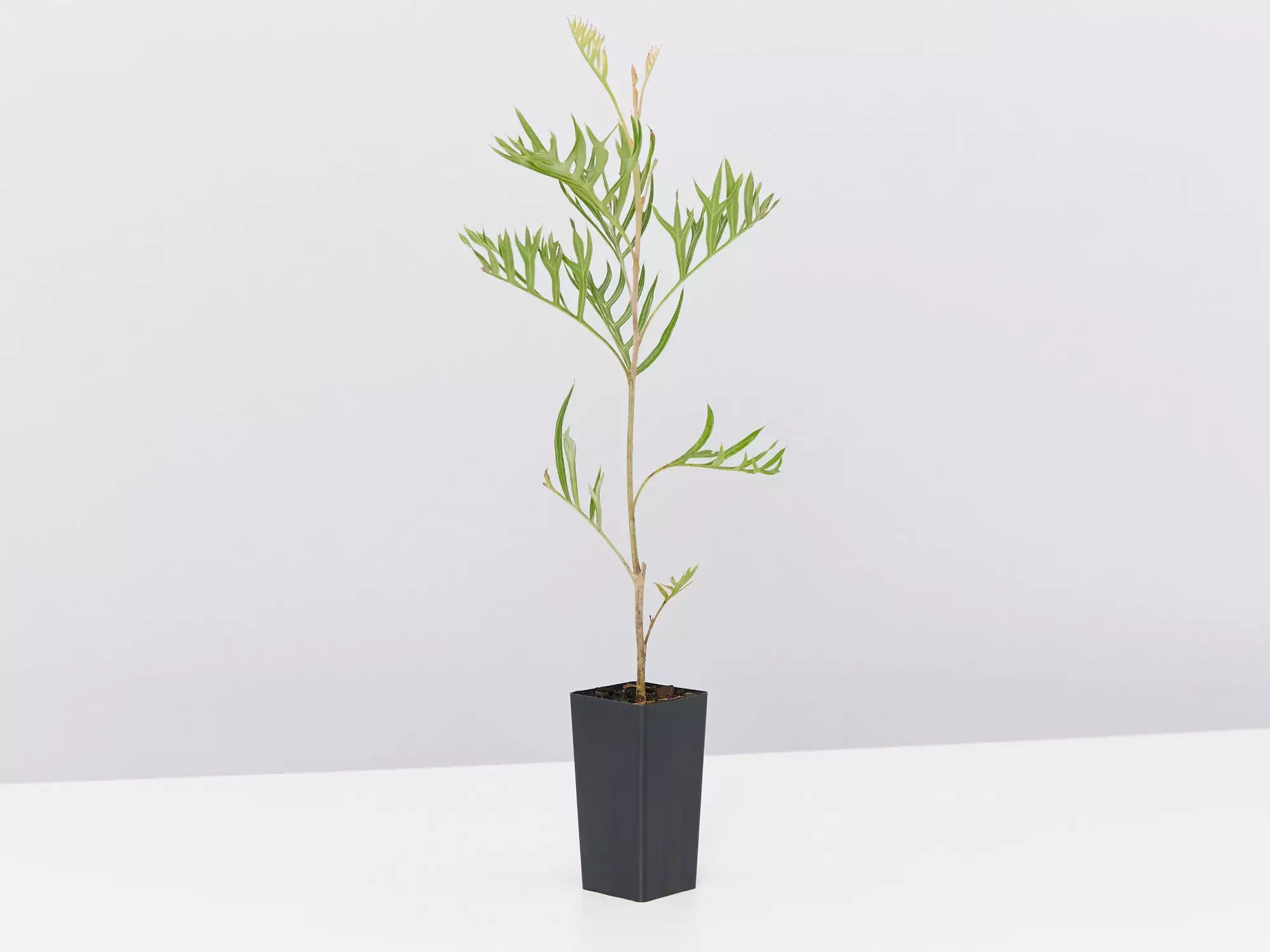 Grevillea X Coconut Ice 5 Grevillea X Coconut Ice - Image 3