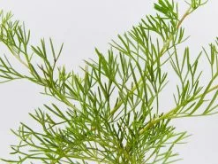 Grevillea Curviloba -Plants in a Box Sales Shop GrevilleaCurviloba detail 8c3f2c5f 429c 42ca a296 f2cb959d86b7