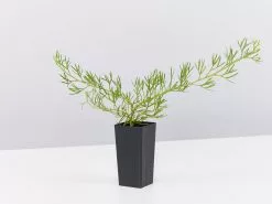 Grevillea Curviloba -Plants in a Box Sales Shop GrevilleaCurviloba single 8a3fc05f 6395 4d4a a098 92f110b066e0