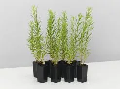 Grevillea Alpina X Rosmarinifolia Gold Rush