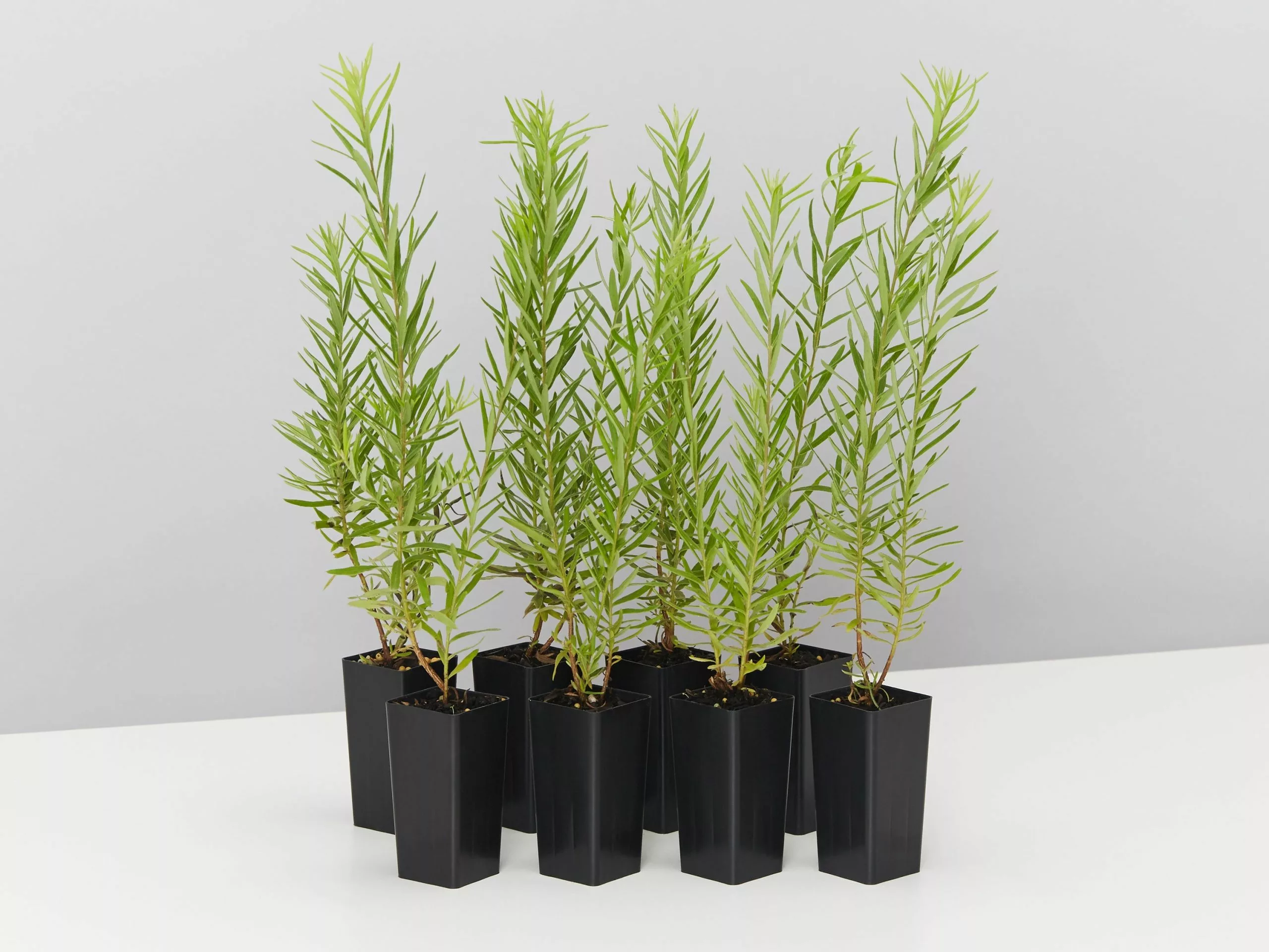 Grevillea Alpina X Rosmarinifolia Gold Rush 3 Grevillea Alpina X Rosmarinifolia Gold Rush