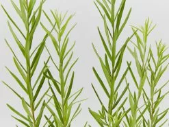 Grevillea Alpina X Rosmarinifolia Gold Rush 9 Grevillea Alpina X Rosmarinifolia Gold Rush -Plants in a Box Sales Shop GrevilleaGoldRush detail c2391308 2ad5 4854 98f5 8f1bcb9fe9e2