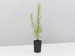 Grevillea Alpina X Rosmarinifolia Gold Rush 10 Grevillea Alpina X Rosmarinifolia Gold Rush -Plants in a Box Sales Shop GrevilleaGoldRush dingel 694108a3 7536 4ae5 adee a330f018d67b