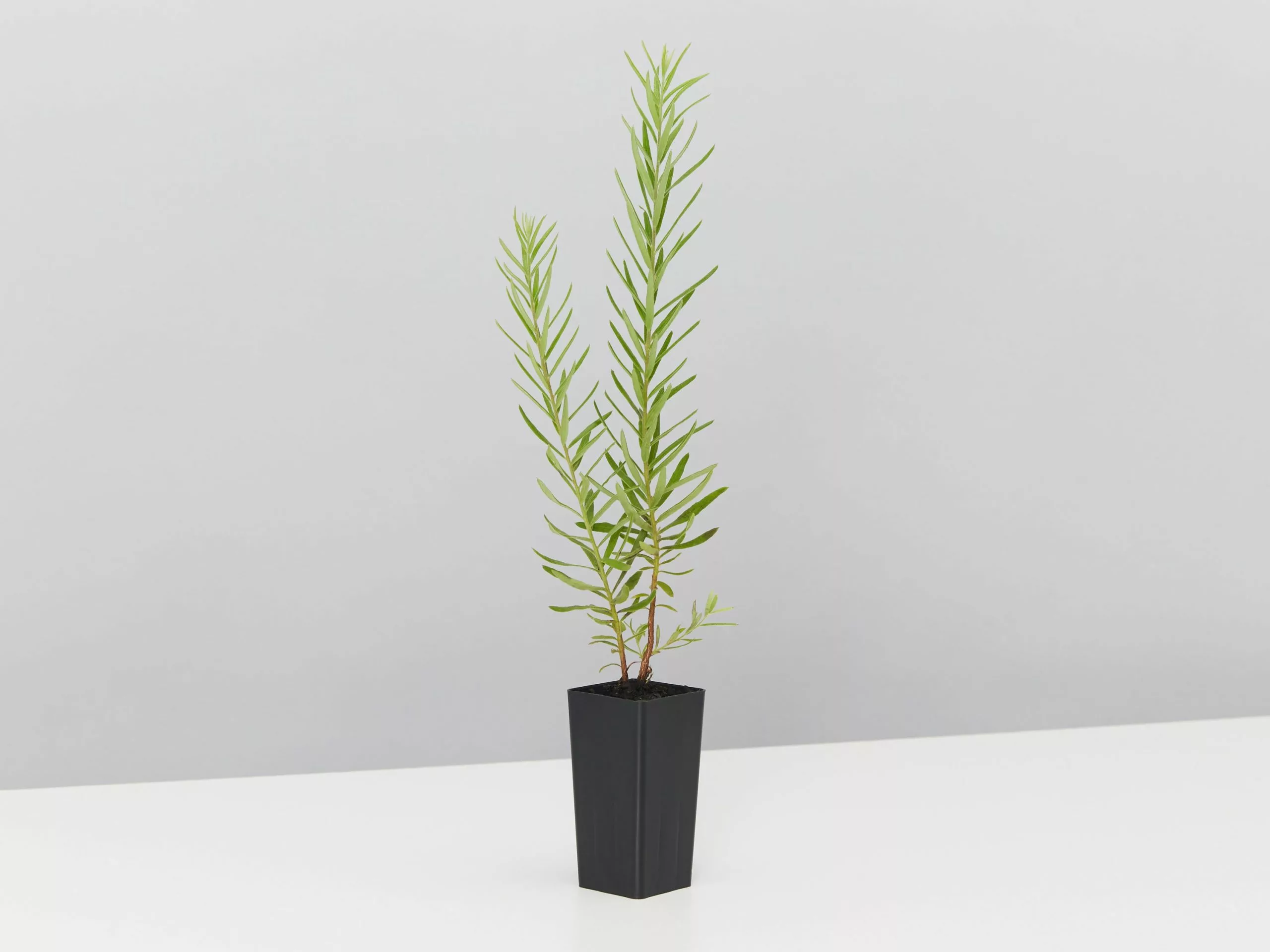 Grevillea Alpina X Rosmarinifolia Gold Rush 6 Grevillea Alpina X Rosmarinifolia Gold Rush - Image 4