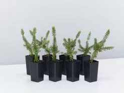 Grevillea Lanigera Mt Tamboritha