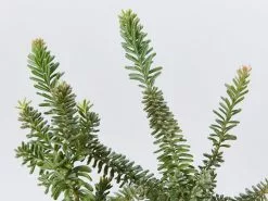 Grevillea Lanigera Mt Tamboritha -Plants in a Box Sales Shop GrevilleaLanigeraMtTamoritha detail 98f780f4 ed65 4014 9f59 ca6daee0d422