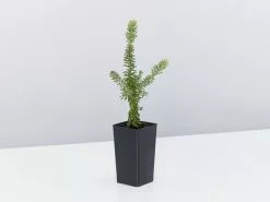 Grevillea Lanigera Mt Tamboritha -Plants in a Box Sales Shop GrevilleaLanigeraMtTamoritha single cd5537d9 f00a 429f b776 f3da0ed8ed18