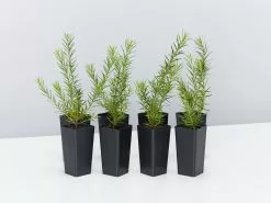 Grevillea Pink Pearl