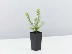 Grevillea Pink Pearl -Plants in a Box Sales Shop GrevilleaPinkPearl single bcb74d33 fe32 49bf a067 65927ec80028