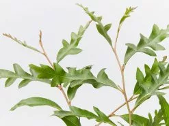 Grevillea X Poorinda Royal Mantle -Plants in a Box Sales Shop GrevilleaPoorindaRoyalMantle detail 44febdbe 83a1 4949 a46c cef09638bb61