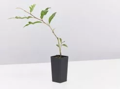 Grevillea X Poorinda Royal Mantle -Plants in a Box Sales Shop GrevilleaPoorindaRoyalMantle single 918e2479 ed44 4df1 88f3 7e57bc7095ec