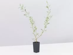 Grevillea Olivacea X Presii Red Sunset -Plants in a Box Sales Shop GrevilleaRedSunset single fe25e8ce e9da 483d 936a 339f05406112