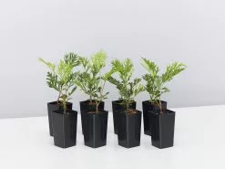 Grevillea Robyn Gordon