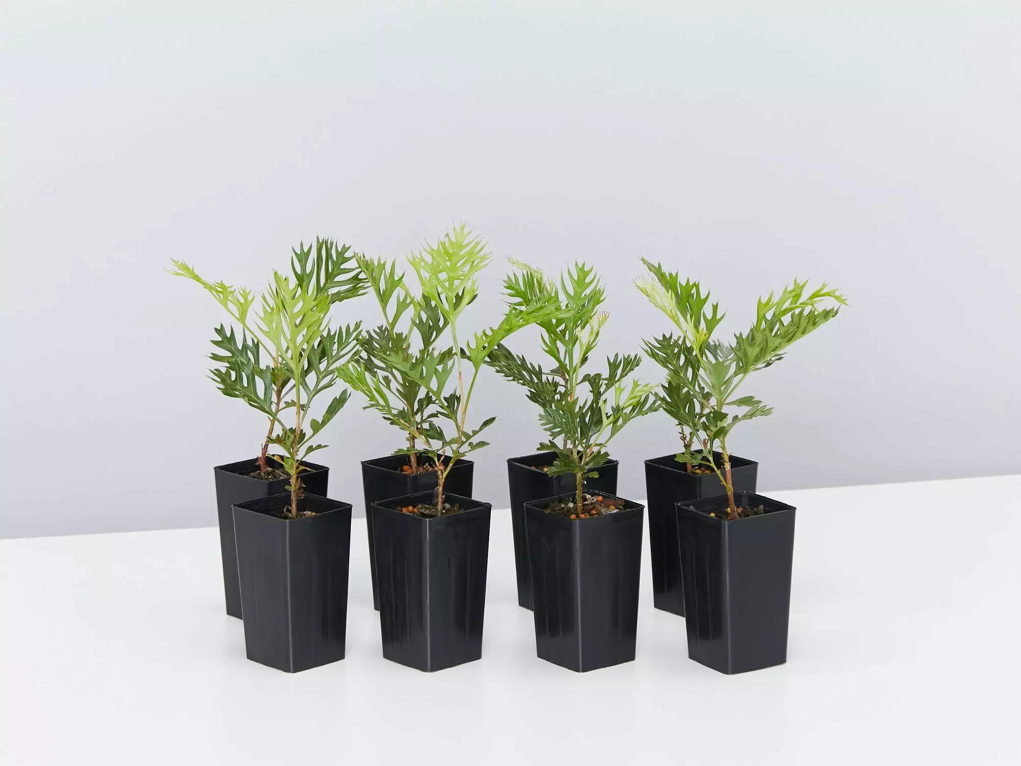 Grevillea Ned Kelly 4 Grevillea Ned Kelly - Image 2