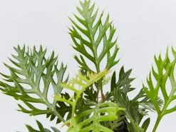 Grevillea Robyn Gordon 9 Grevillea Robyn Gordon -Plants in a Box Sales Shop GrevilleaRobynGardon detail b95f9e46 019a 4897 9eb4 2fa6c24e78ea