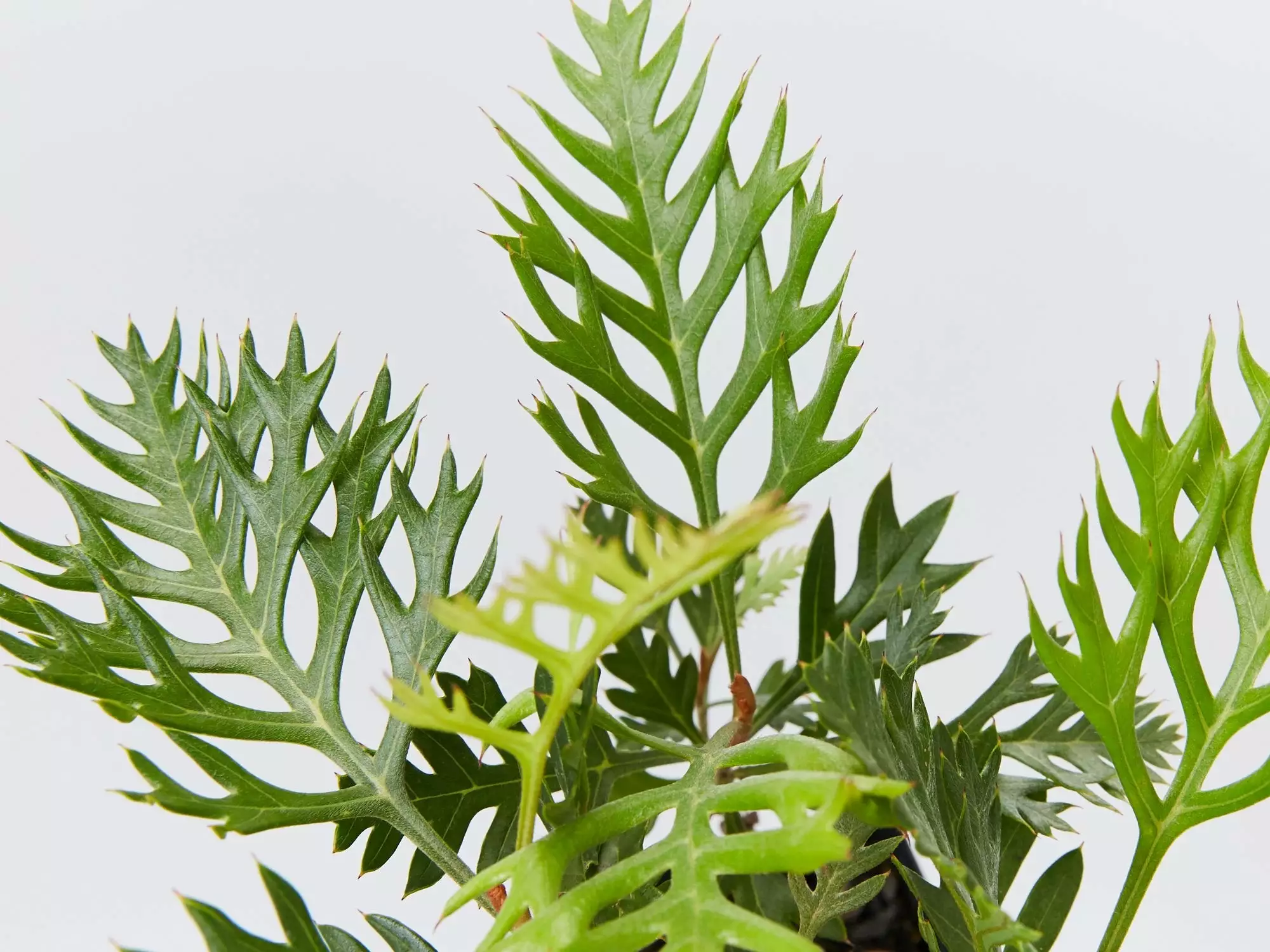 Grevillea Robyn Gordon 5 Grevillea Robyn Gordon - Image 3