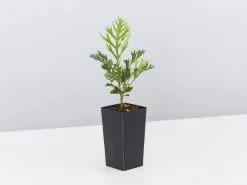 Grevillea Ned Kelly 10 Grevillea Ned Kelly -Plants in a Box Sales Shop GrevilleaRobynGardon single f975153a e91d 4920 9364 6177b51ce3e2