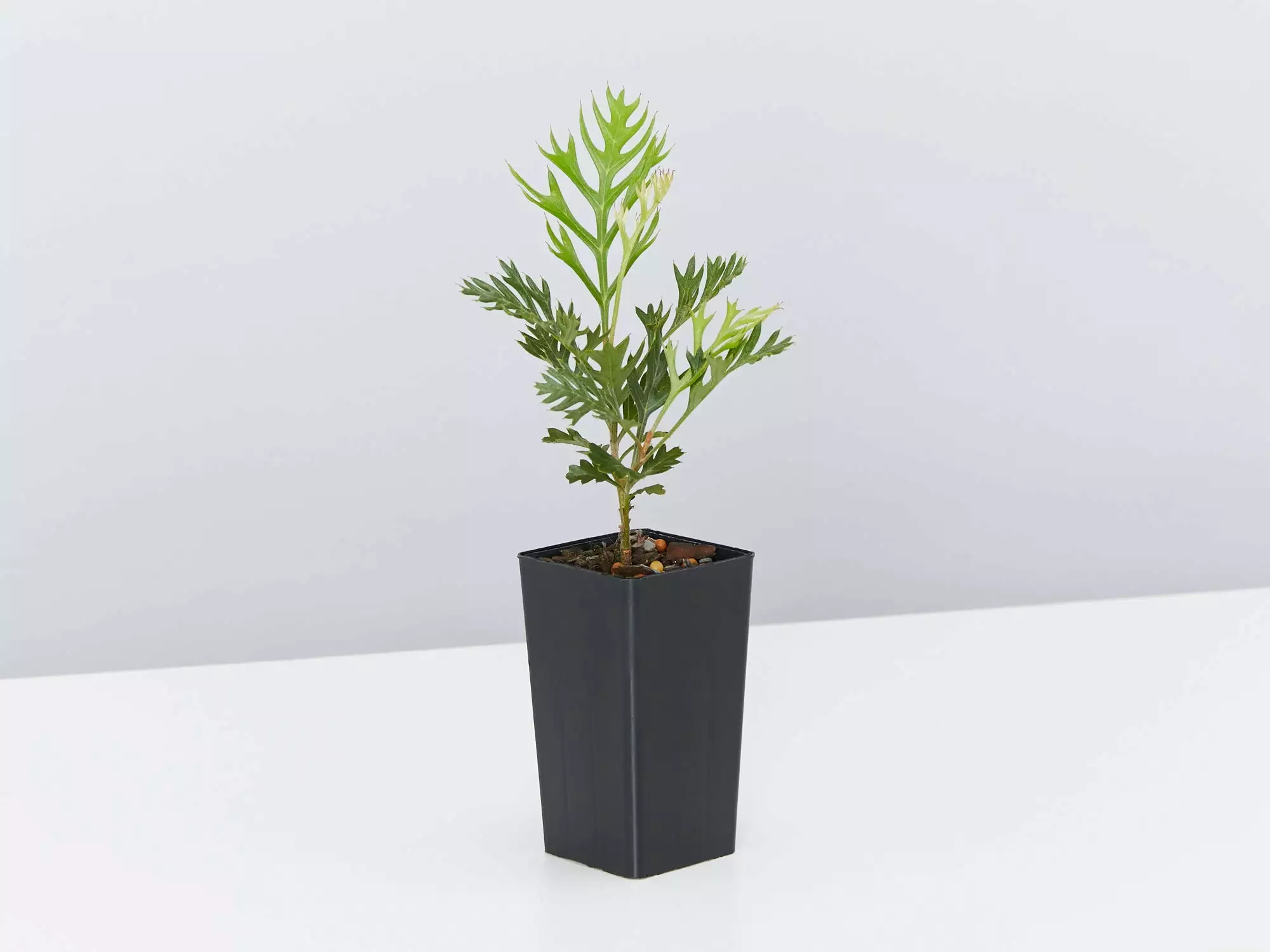 Grevillea Ned Kelly 6 Grevillea Ned Kelly - Image 4