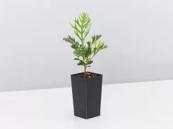 Grevillea Robyn Gordon 10 Grevillea Robyn Gordon -Plants in a Box Sales Shop GrevilleaRobynGardon single fe76c91d d21d 4b17 817c 8cf069dfcc6a