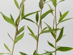 Grevillea Splendour -Plants in a Box Sales Shop GrevilleaSplendour detail aff685ee 5f3c 4586 ac1f 64b5346c06ee