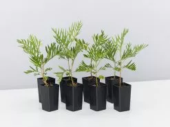 Grevillea Banksii "Superb"