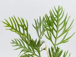 Grevillea Banksii "Superb" -Plants in a Box Sales Shop GrevilleaSuperb detail 12d934d8 c938 4347 8d8c 2fd5a0321f4e