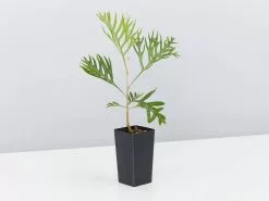 Grevillea Banksii "Superb" -Plants in a Box Sales Shop GrevilleaSuperb single 1f6f2cf6 9632 4c7f ae17 4a9a5d8e7f2c