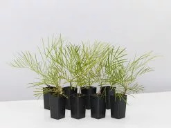 Grevillea Banksii X Pteridifolia Honey Gem