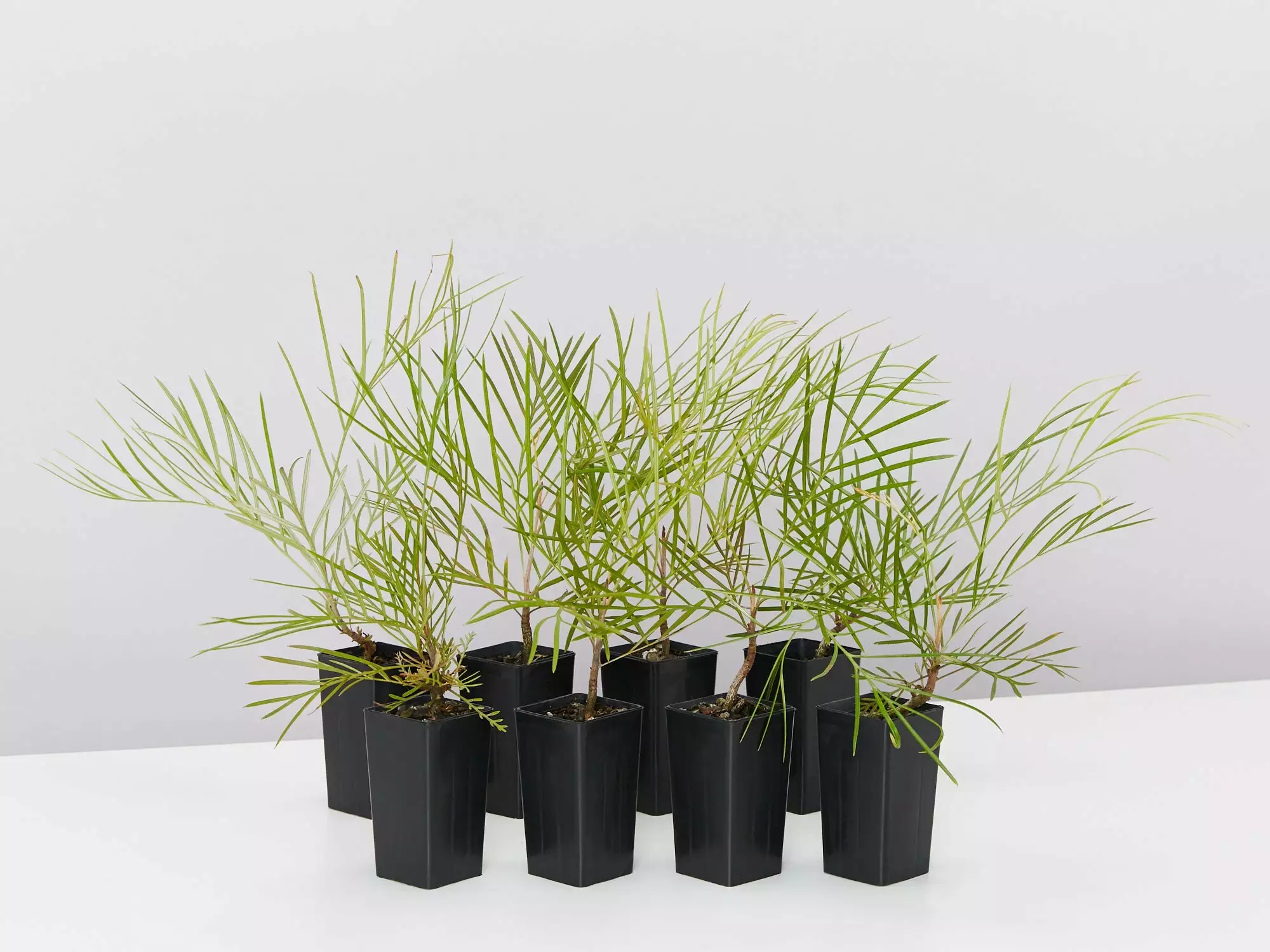 Grevillea Banksii X Pteridifolia Honey Gem 3 Grevillea Banksii X Pteridifolia Honey Gem