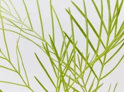 Grevillea Banksii X Pteridifolia Honey Gem 9 Grevillea Banksii X Pteridifolia Honey Gem -Plants in a Box Sales Shop GrevilleabanksiixpteridifoliaHoneyGem detail 7e17039e 39e0 47d8 adc5 384bba91913b