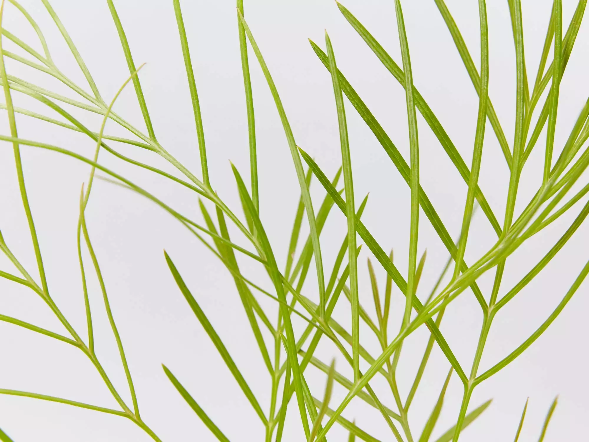 Grevillea Banksii X Pteridifolia Honey Gem 5 Grevillea Banksii X Pteridifolia Honey Gem - Image 3