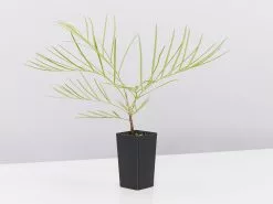 Grevillea Banksii X Pteridifolia Honey Gem 10 Grevillea Banksii X Pteridifolia Honey Gem -Plants in a Box Sales Shop GrevilleabanksiixpteridifoliaHoneyGem single b8c397e1 43fb 4a0c 96d1 4785b36ef890