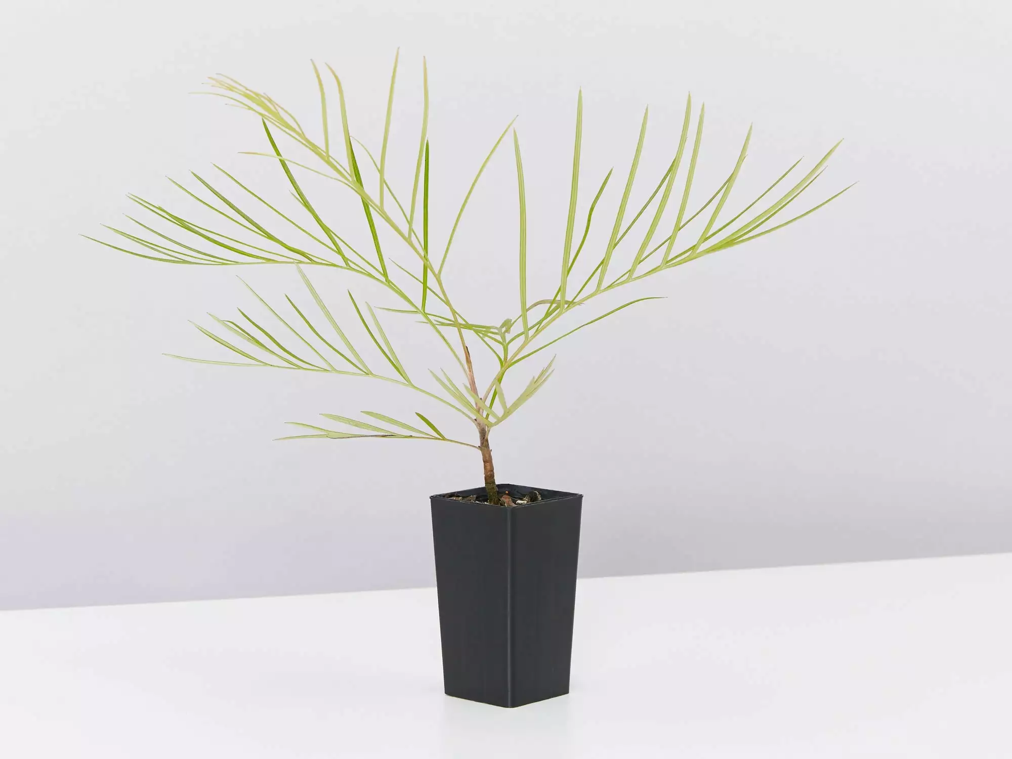 Grevillea Banksii X Pteridifolia Honey Gem 6 Grevillea Banksii X Pteridifolia Honey Gem - Image 4