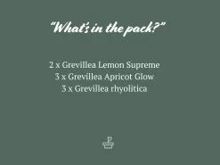 Assorted Grevillea Plant Pack -Plants in a Box Sales Shop Grevilleamixedpack