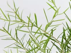 Grevillea Lilliane -Plants in a Box Sales Shop GrevilliaLilliane detail c563e531 95e0 489c a7cc b5637e951421