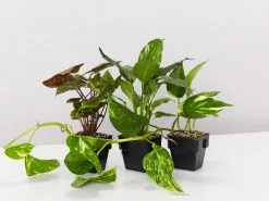 The Plant Killers Box - Larger Size