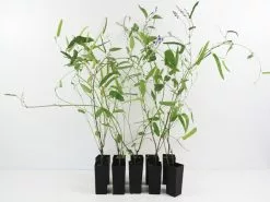 Hardenbergia Violacea