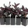 Hemigraphis Exotica -Plants in a Box Sales Shop HEMEXO RS df60fddb 89d0 4f0b ad0b 6eaf30967a84