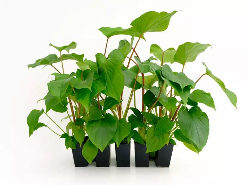 Homalomena 'Maggie' 3 Homalomena 'Maggie'