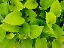 Homalomena Sunshine Gem -Plants in a Box Sales Shop HOMSUG OverheadRS 2b581cd5 e042 4772 aaea 8bb62b38a19d