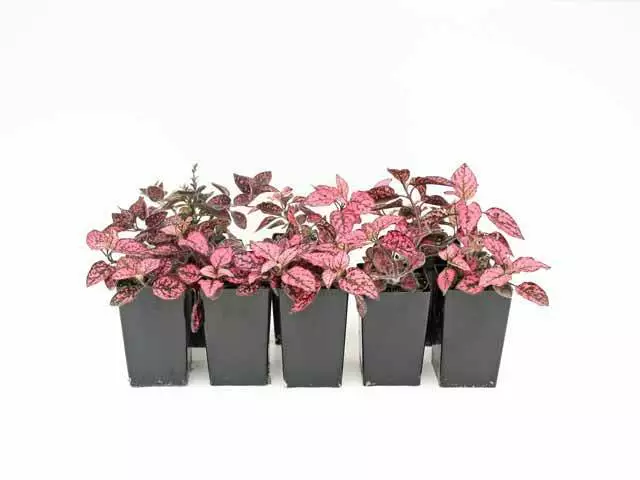 Hypoestes Confetti Compact Rose 4 Hypoestes Confetti Compact Rose - Image 2