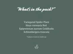 Hanging Basket Pack - Indoor Assorted 13 Hanging Basket Pack - Indoor Assorted -Plants in a Box Sales Shop HangingBasketPack IndoorAssorted 2