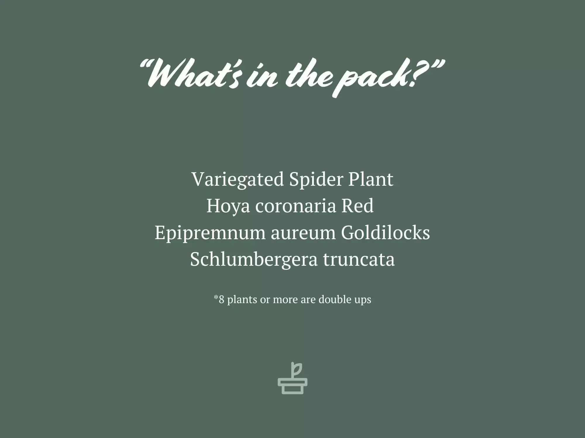 Hanging Basket Pack - Indoor Assorted 8 Hanging Basket Pack - Indoor Assorted - Image 6