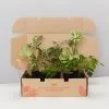 Hanging Basket Pack - Indoor Assorted -Plants in a Box Sales Shop HangingBasketPackBoxIndoorAssorted50MM