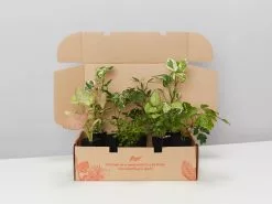 Hanging Basket Pack - Indoor Assorted